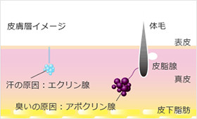 ミラドライの仕組み01 汗腺のある位置について